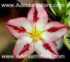 Adenium Seeds 'King Star' (5 Seeds)
