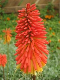 (image for) Kniphofia Torch LilyTritoma 'Red Hot Poker' 5 Seeds