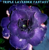 Adenium Obesum Triple Lavender Fantasy x 5 Seeds
