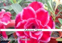 (image for) New Adenium 'Strawberry Pinwheel' 5 Seeds
