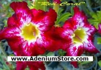 Adenium Obeaum 'Red Coral' 5 Seeds