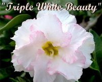 Adenium Obesum 'Triple White Beauty' 5 Seeds