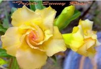 (image for) Adenium Obesum Triple Sunny Rose 5 Seeds