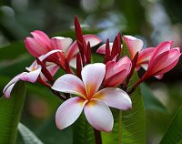 (image for) Plumeria Seeds 'Honolulu' (6 Seeds)