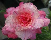 (image for) Adenium Obesum 'New Pink Panther' 5 Seeds