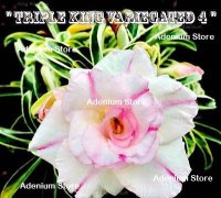 Adenium Obesum 'Triple Variegated 4' 5 Seeds