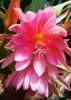 (image for) Epiphyllum Crenatum [Orchid Cactus] 'Anton Gunther' 5 Seeds