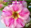 (image for) New Adenium 'Double Art of Contour' 5 Seeds