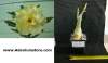 (image for) Rare Adenium Obesum 'Happy Gold' 5 Seeds
