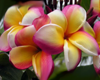 (image for) Root Plumeria Cuttings