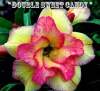 (image for) Adenium Obesum 'Double Sweet Candy' 5 Seeds