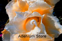 Adenium Obesum Triple White Coral 5 Seeds