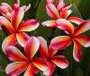 (image for) Plumeria Seeds 'Choco Delight' 6 Seeds