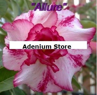 New Adenium \'Double Allure\' 5 Seeds
