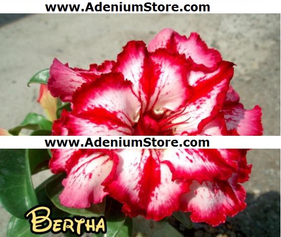 New Adenium \'Bertha\' 5 Seeds