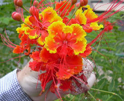 Details about   *UNCLE CHAN* 30 seeds red Pride of Barbados flower Caesalpinia pulcherrima 