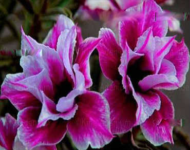 Adenium Obesum Desert Rose Double Flowers "hybride double Caméléon" 10 Graines