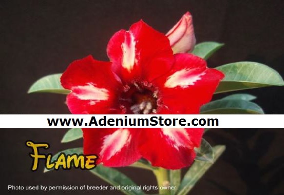 (image for) Adenium Obesum Seeds \'Flame\' 5 Seeds