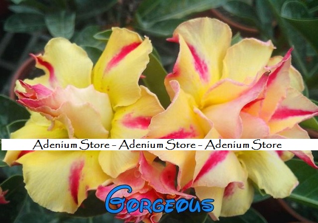 (image for) New Adenium \'Gorgeous\' 5 Seeds