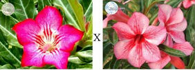 (image for) Adenium Obesum \'Net-Line Star\' X \'Star of Red Sparkle\' x 5 Seeds