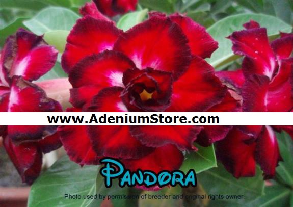 (image for) New Adenium Seeds \' Pandora\' 5 Seeds
