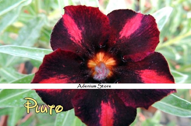 New Adenium \'Pluto\' 5 Seeds
