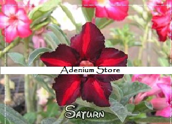 New Adenium \'Saturn\' 5 Seeds