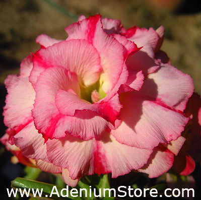 (image for) Adenium Obesum Wanida 5 Seeds - Click Image to Close